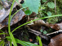 Mnesictena marmarina