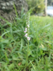 Spiranthes sinensis