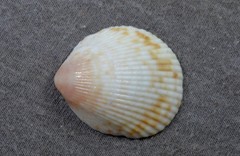 Acrosterigma cygnorum