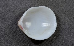 Acrosterigma cygnorum