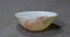 Acrosterigma cygnorum