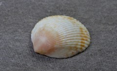 Acrosterigma cygnorum