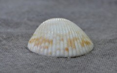 Acrosterigma cygnorum