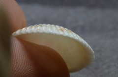 Acrosterigma cygnorum