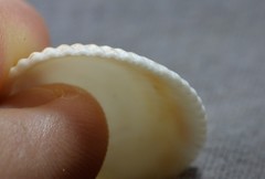 Acrosterigma cygnorum