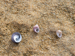 Prothalotia pulcherrima