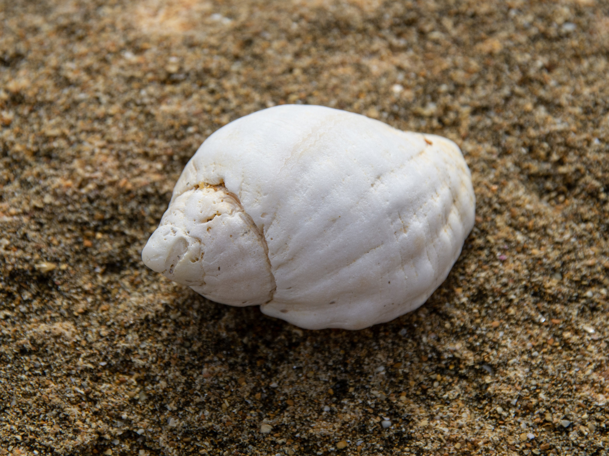 Sawtooth Pen Shell (Marine Invertebrates of Jekyll Island, GA) · iNaturalist
