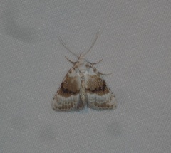 Meganola albula