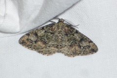 Cleorodes lichenaria