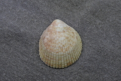 Acrosterigma cygnorum