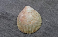 Acrosterigma cygnorum