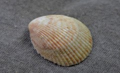 Acrosterigma cygnorum