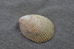 Acrosterigma cygnorum