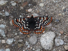 Euphydryas editha taylori