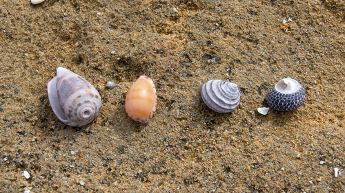 Notocypraea comptonii