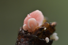 Mycena roseoflava