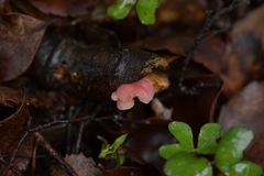 Mycena roseoflava