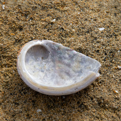 Haliotis rubra rubra