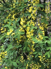 Laburnum