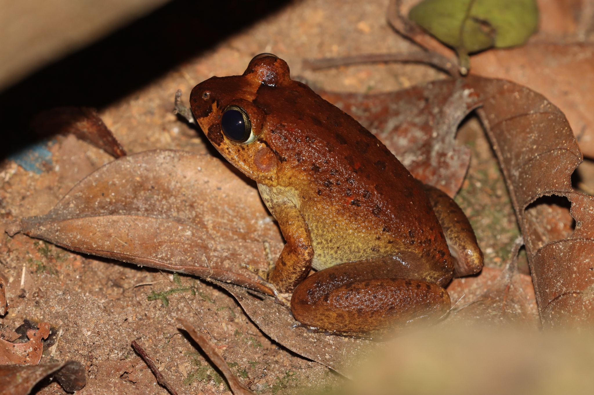 Astylosternus occidentalis Parker, 1931