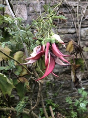 Clianthus maximus