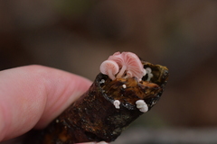 Mycena roseoflava
