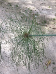 Cyperus papyrus