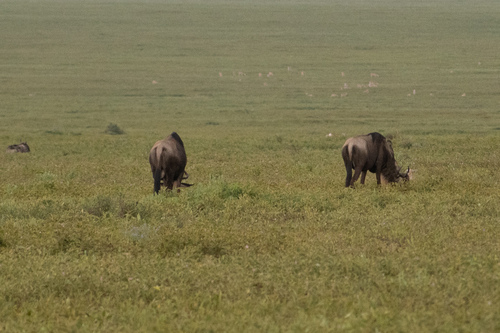 Blue wildebeest
