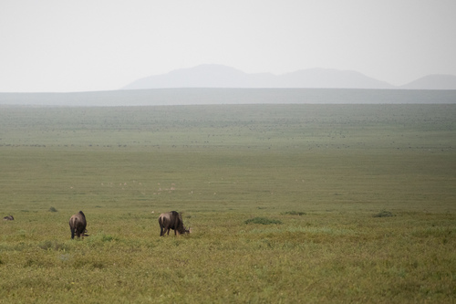 Blue wildebeest