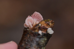 Mycena roseoflava