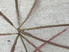 Chloris pycnothrix