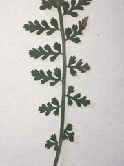 Asplenium fontanum