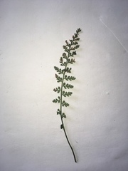 Asplenium fontanum