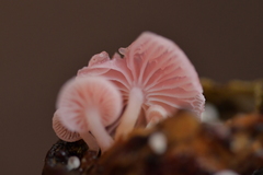Mycena roseoflava