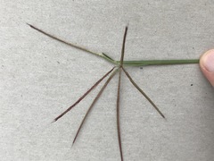 Chloris pycnothrix