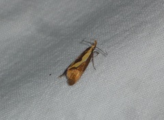 Harpella forficella