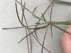 Chloris pycnothrix