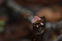 Mycena roseoflava
