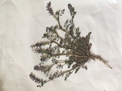 Fumaria officinalis officinalis