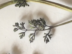 Fumaria officinalis officinalis