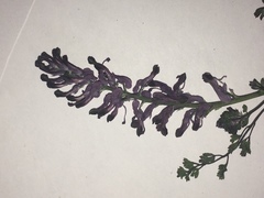 Fumaria officinalis officinalis