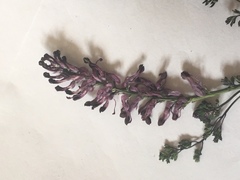 Fumaria officinalis officinalis