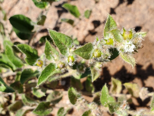 Seddera suffruticosa hirsutissima