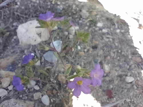 Bristly nama (Nama hispida)