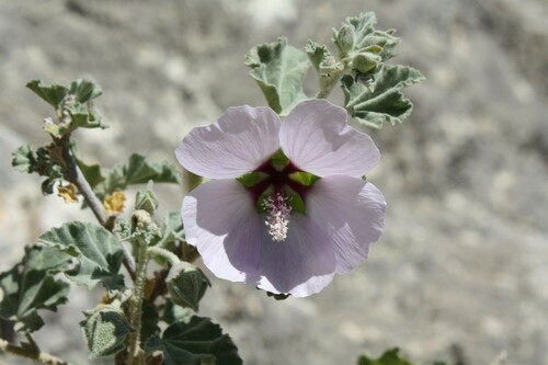 Malva subovata