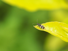 Oxycarenus bicolor