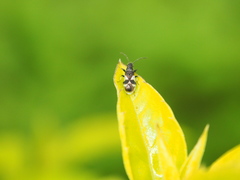 Oxycarenus bicolor
