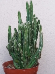 Cereeae