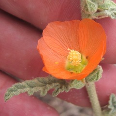 Sphaeralcea emoryi