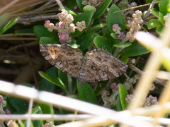 Xanthorhoe strumosata